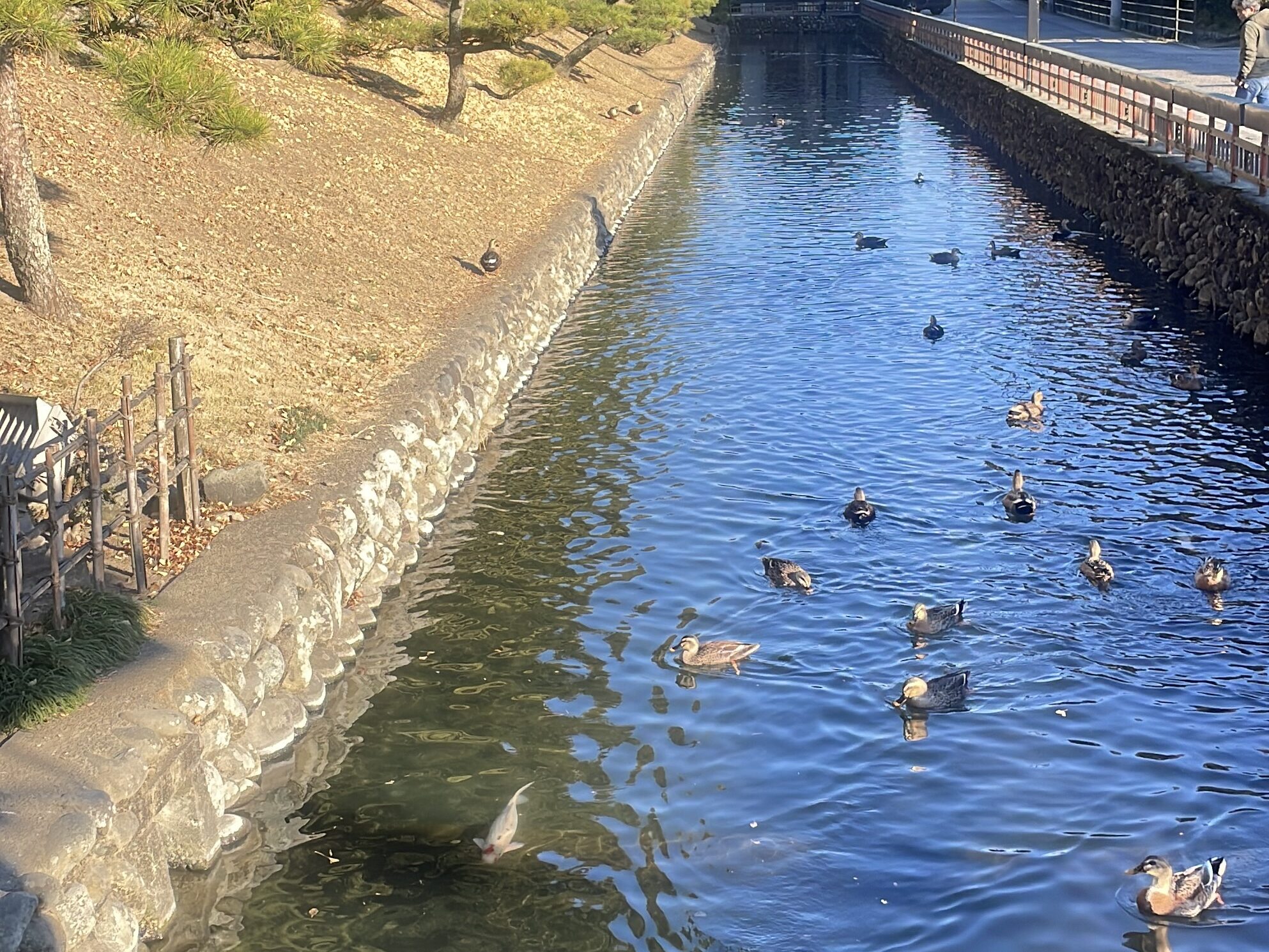 足利氏館|栃木県足利市